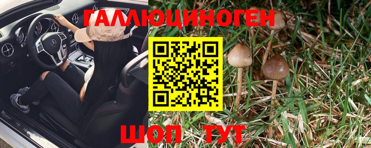 Галлюциногенные грибы Psilocybe Шебекино
